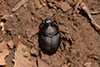 Anoplotrupes stercorosus