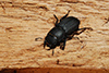 Dorcus parallelipipedus