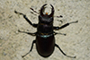 Lucanus cervus