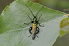 Oedemera nobilis