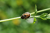 Anisoplia villosa