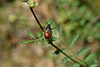 Anisoplia villosa