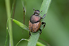 Onthophagus lemur