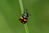 Nicrophorus vespilloides