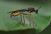 Dioctria hyalipennis