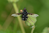 Bombylella atra