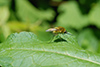 Bombylius sp