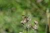 Conops quadrifasciatus