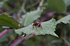 Sicus ferrugineus