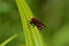 Sicus ferrugineus