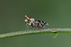 Trypetoptera punctulata