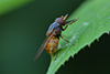 Rhingia campestris