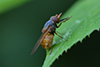 Rhingia campestris