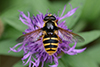 Sericomyia silentis