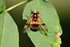 Volucella inflata