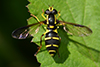 Xanthogramma pedissequum