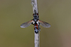 Cylindromyia bicolor