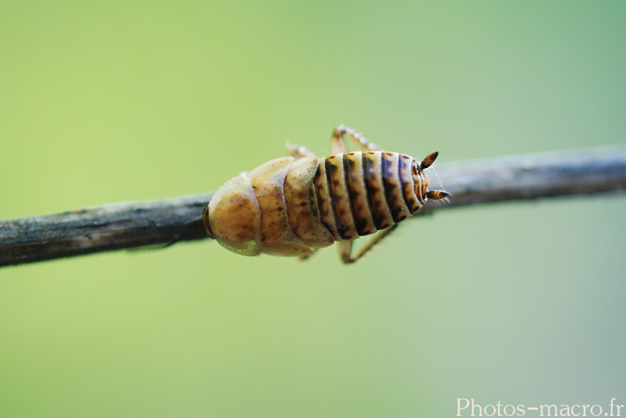 Loboptera decipiens