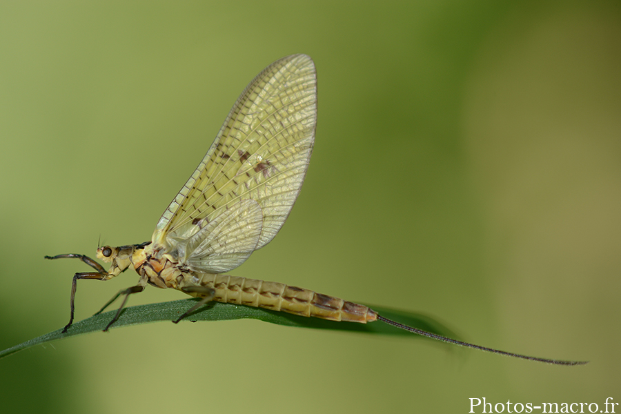 Ephemera danica