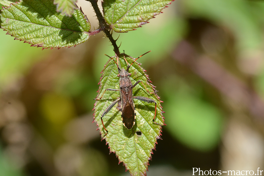 Alydus calcaratus