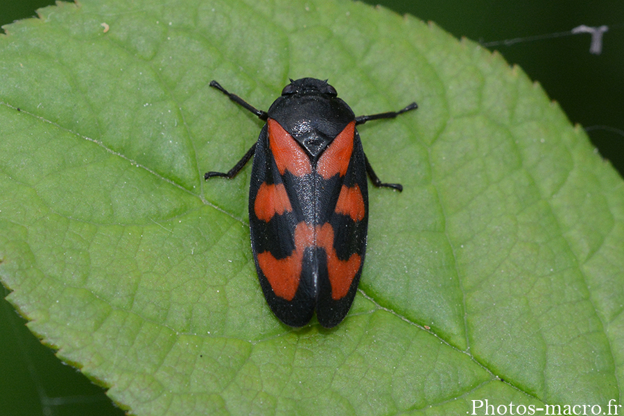 Cercopis vulnerata