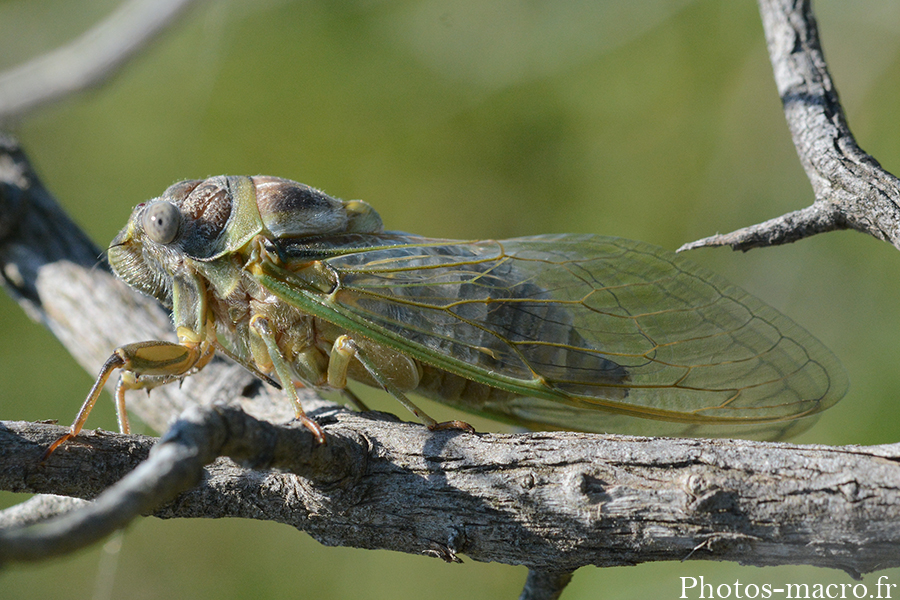 Lyristes plebejus