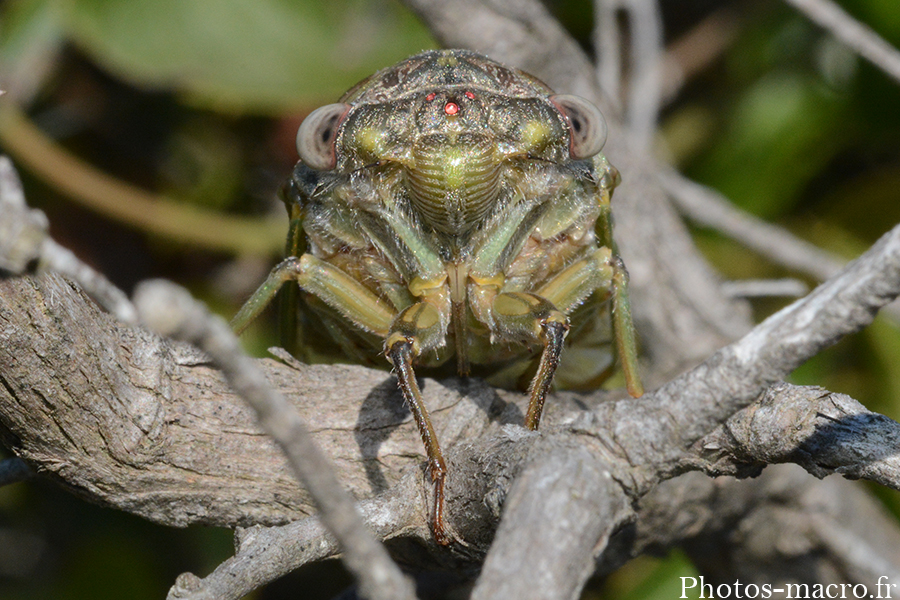 Lyristes plebejus