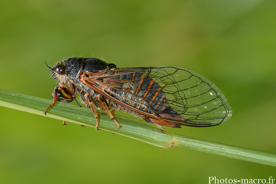 Tibicina haematodes