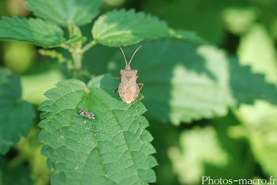 Coreus marginatus