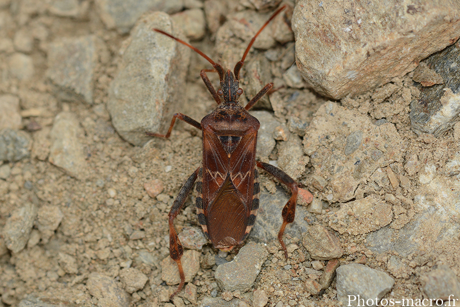 Leptoglossus occidentalis