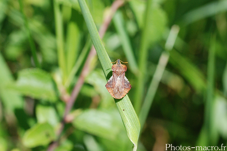 Syromastes rhombeus