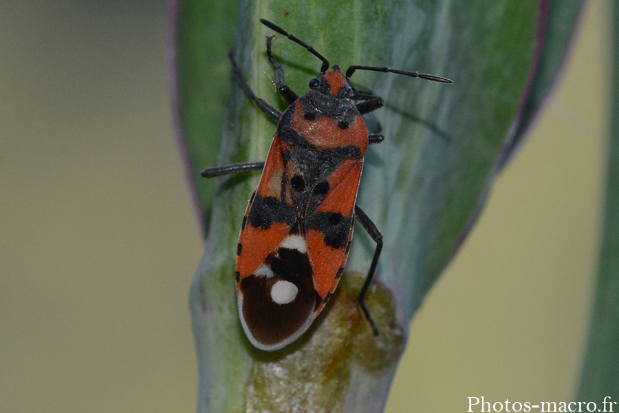 Lygaeus equestris