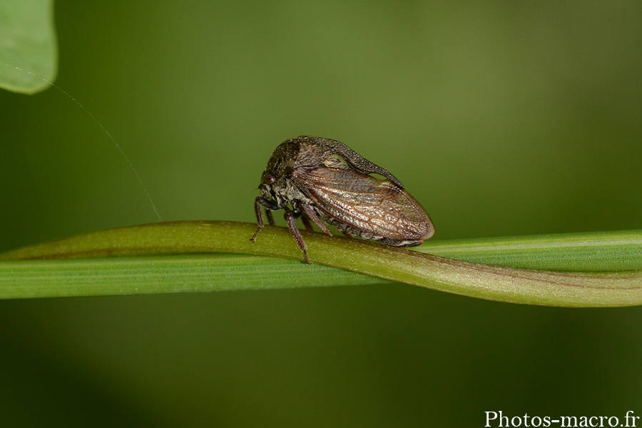 Centrotus cornutus