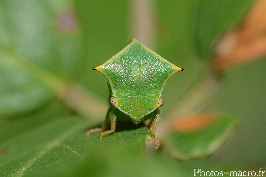 Stictocephala bisonia