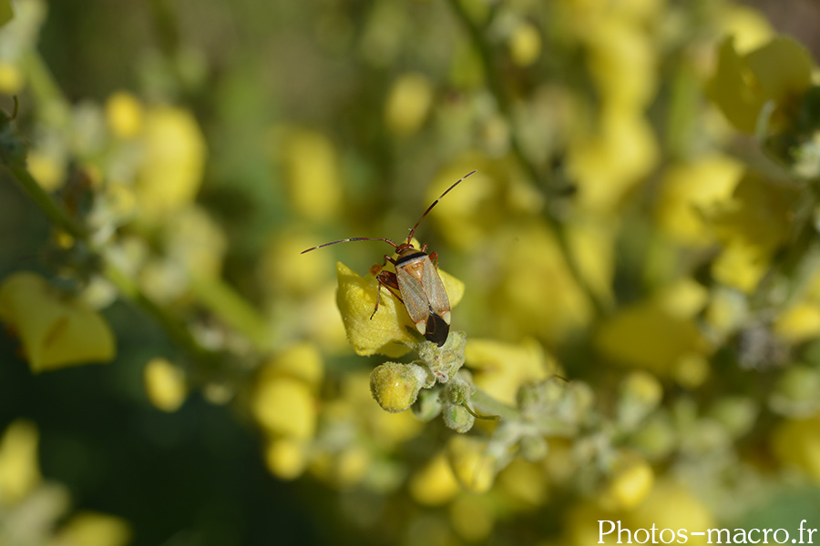 Adelphocoris vandalicus