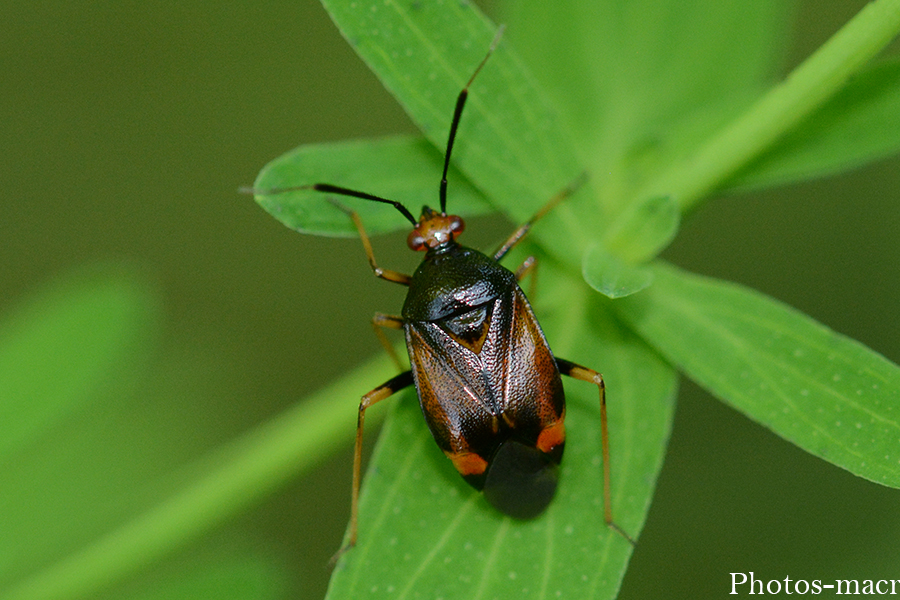 Deraeocoris ruber