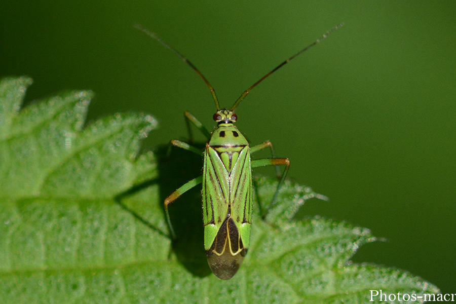 Mermitelocerus schmidtii