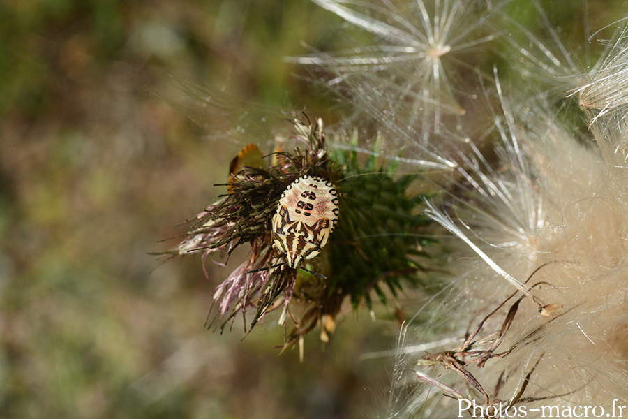 Carpocoris sp