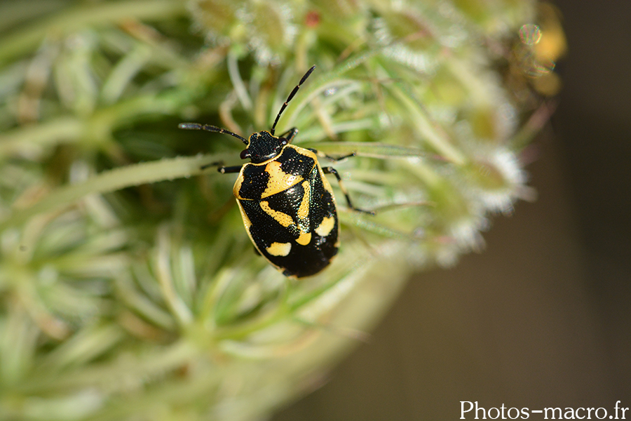 Eurydema oleracea