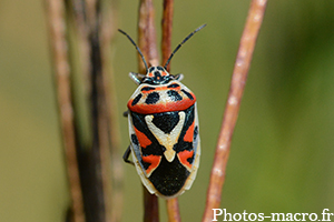 Eurydema ornata