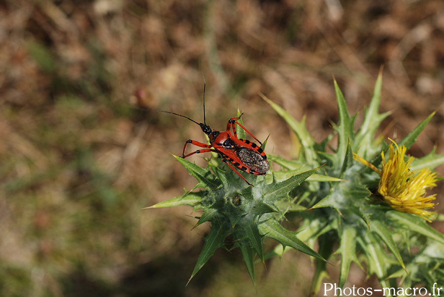 Rhinocoris iracundus