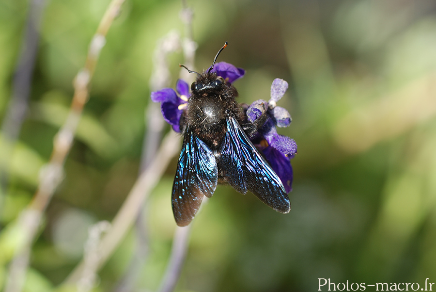 Xylocopa-violacea