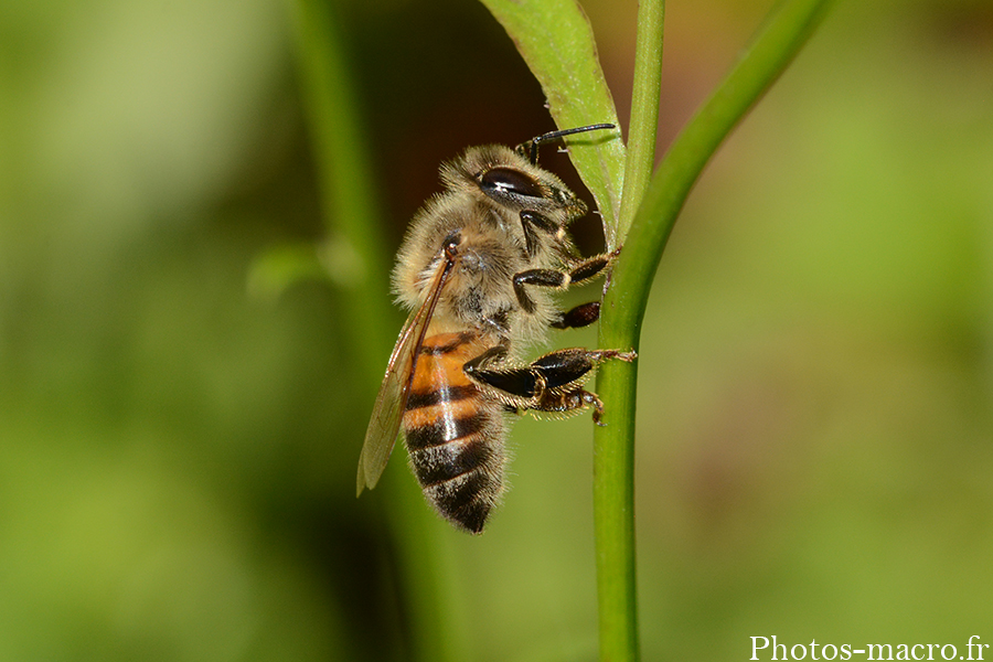 Apis Mellifera