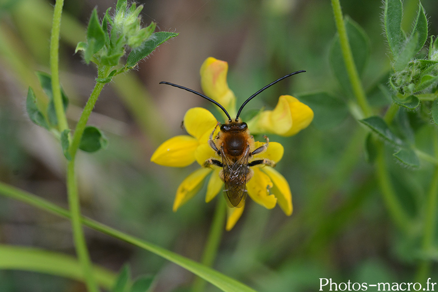 Eucera sp.