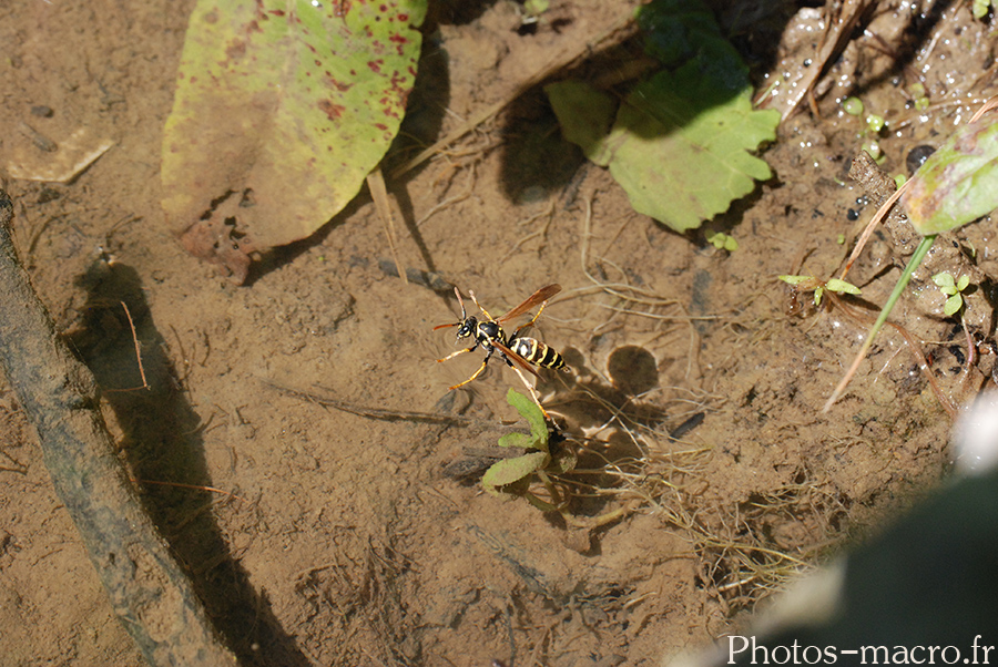 Cerceris sp.