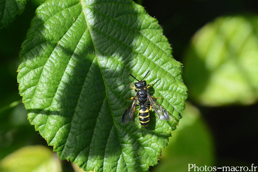 Cerceris arenaria