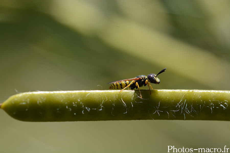 Philanthus sp.