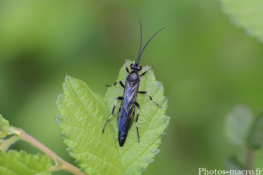 Coelichneumon deliratorius