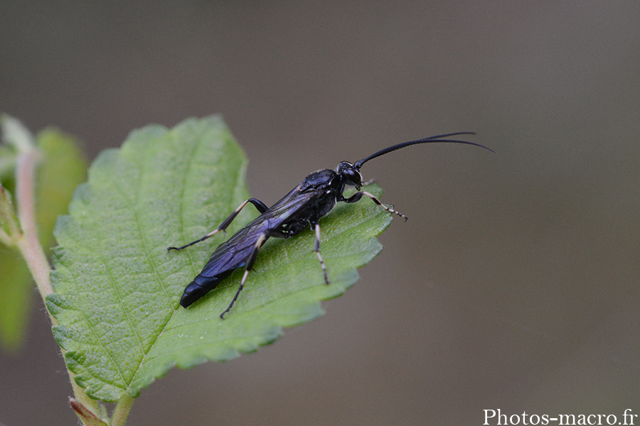 Coelichneumon deliratorius