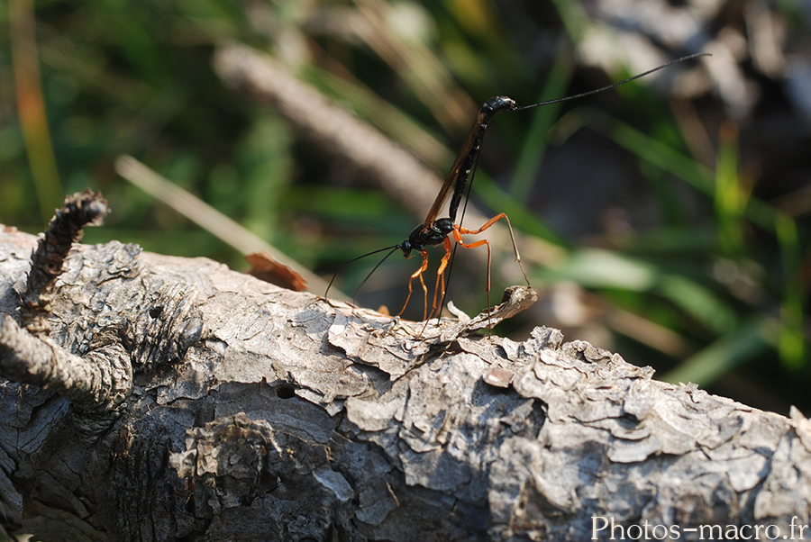 Dolichomitus imperator